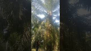 Panen sawit pokok 7 meter