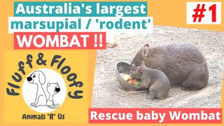 Cute Wombats 1! Orphan baby Wombat rescue after mom died hit by a car! Feeding & playing! #shorts