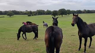 Racehorses on holiday