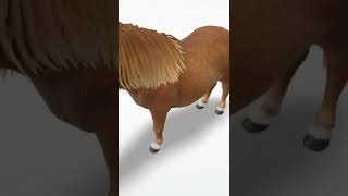 shetland pony in 3D