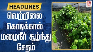 வெற்றிலை கொடிக்கால் மழைநீர் சூழ்ந்து சேதம் | Betel Vine | Rain Water | Damaged