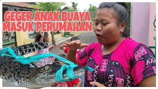 Heboh.. Warga PSI Sukoharjo Pati Tangkap Buaya Masuk Perumahan.