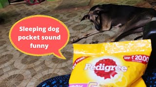 sleeping dog pocket sound reaction| #funny #dog #funnydogs #lol #chippiparai #reaction #trending