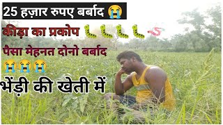 भिंडी की खेत !! पूरा पैसा बर्बाद 😭 #kheti  #former #vlog