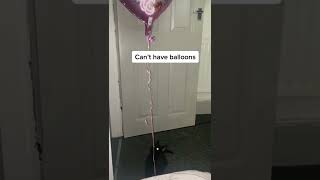 Kitten got beef with balloons meme