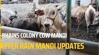 bhains cow mandi today updates/bhains cow mandi 2022 updates @mandivlogswithejaz4258