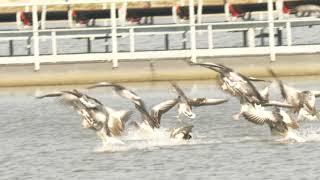 Kiesgrube Eilenburg _ Landung der Graugänse _ Vogelbeobachtung