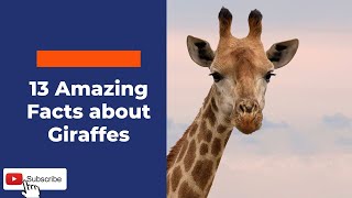 13 Amazing Facts about Giraffes