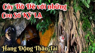 Trời ơi Cây Bồ Đề với những con số Huyền Bí và Hang Động có những Linh Vật ghê rợn