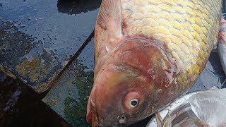 Big Carp Egged fish 🔪 video| Amazing cutting skills| live part 5  by market  #fishing #trending