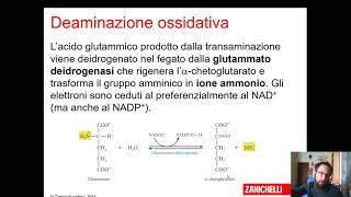 Metabolismo delle proteine e amminoacidi