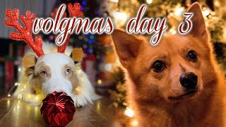 Vlogmas day 3 Prepping for the AKC National Championship | flambothedog