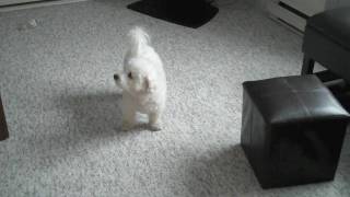 A Vacuum and A Bichon Frise - Big Scary Monsters Part 3