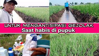 melakukan pengobatan setelah di pupuk,untuk mengantisipasi reaksi pupuk yang sudah di serap brambang