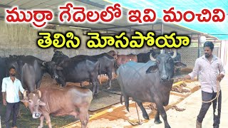 తెలిసి మోసపోయాను shiva yadav dairy farm @MalleshAdla