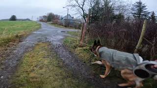 German shepherd on walk. Eros på tur. 04.11.2024. still you tubes most boring video part 2