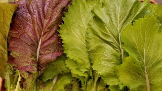 Growing, harvesting, and cooking mustard greens