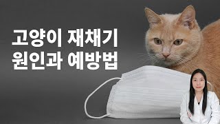 고양이재채기가 알려주는 질병 신호는?