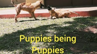 Puppies being puppies / German Sheppard Puppies /