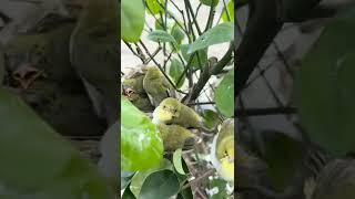 Aviary Burung Pleci #shortsvideo #shorts #pleci