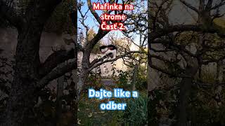 Mafinka na strome časť 2. #cat #funny