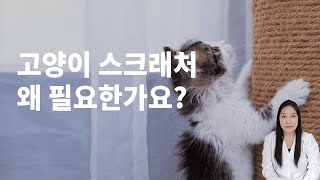 고양이스크래처가 필요한 이유와 올바른 선택법 !