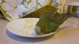 Eat eggs :-) parrot