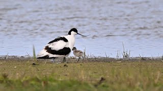 Ijsselmeer_Vögel in Twisk-Mai 2023