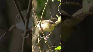 Suara burung ciblek yang lagi ada anaknya#ciblek#gacor#perenjak