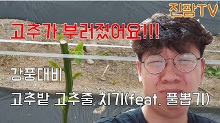 고추농사 고추모종부터 수확까지 가보자 #4 I 강풍에 부러진 고추모종!!! 고추줄과 테이프 바인더로 고정시켜봅시다 (feat. 고추밭 풀뽑기)