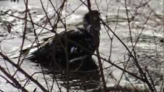 Eagle bathing in Willow Creek, Campbell River, BC