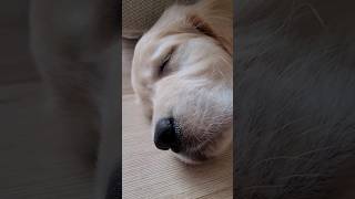 Chillout z Golden Retriever #goldenretriever #puppy #dog #chill #relaxing