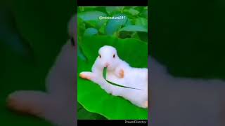 Beautiful Baby Rabbit#shorts#wildlife#wildlifephotography#viral#trending