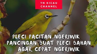 pleci pacitan ngeriwik  pancingan buat pleci bahan agar cepat ngeriwik