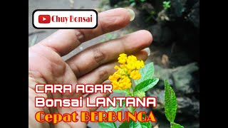 CARA AGAR BONSAI LANTANA CEPAT BERBUNGA