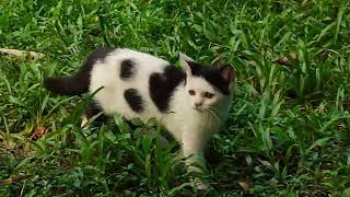 Cute kitty cat playing 😍 cat video