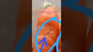 கேரட்டில் கோடு போடும் புழு - Carrot Fly and maggots #agriculture  #carrot