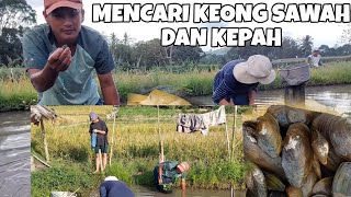 VLOG MENCARI BEKICOT DI SAWAH, KEONG, KEPAH