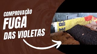 #Comprovação da fuga das violetas do himalaia e respondendo dúvidas