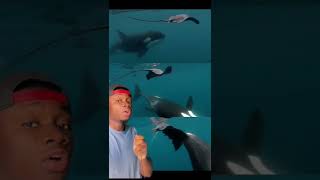 Killer whales killing