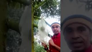 Teknik / Cara Proses Pembungkusan buah Durian Musangking dengan Polynet bag Roll