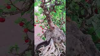 Bonsai Sianci ( Cerry Barbados )@Emak_Petualang