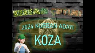 Keremin Çiftliği 2024 Kurbanlık Büyükbaş Koza - SATILDI