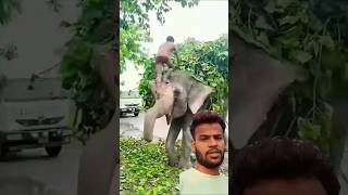 हाथी #shortsvideo #funny #elephants #green screen