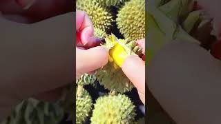 Durian tunggal 1biji #buah #durian #fypシ