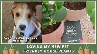 Loving my new pet friendly house plants | Adopting a rescue dog - meet Riley