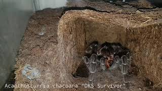 Gorby Exotics - Tarantula Highlight Video 003 (Acanthoscurria chacoana DKS Survivor)