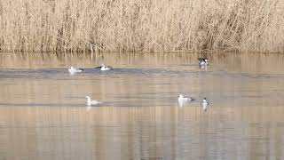 Blendend weiße Zwergsäger _ scheu und rastlos _ Smew _ #Vogelbeobachtung