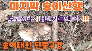 송이대신 단풍구경