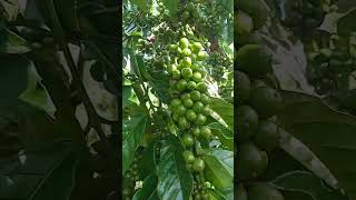 multi klon di kebun bapak #kopirobusta #pertanian #robusta #kopi #pecintakopiindonesia